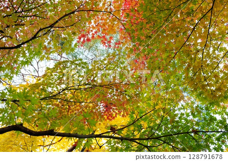 Bright yellow autumn leaves Bright yellow autumn leaves 128791678