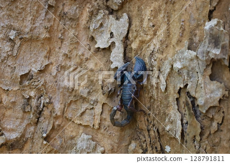 Scorpion in nature 128791811