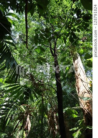 Scenery of a herb farm in Sri Lanka 128791824