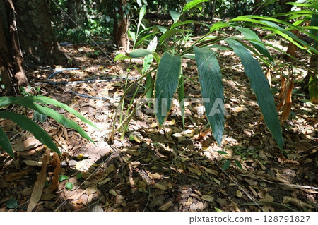 Cardamom growing in a herb garden Cardamom growing in a herb garden 128791827