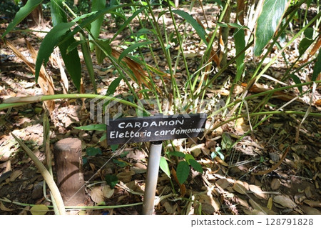Cardamom growing in a herb garden Cardamom growing in a herb garden 128791828