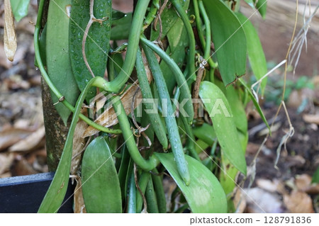 Vanilla tree in a herb farm in Sri Lanka 128791836