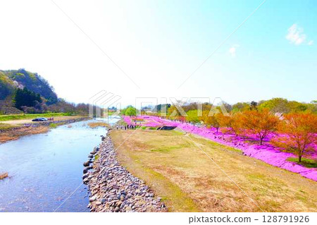 Moss Phlox, Shibazakura, Tachiya River, Cherry Blossoms, Yamagata City Moss Phlox, Shibazakura, Tachiya River, Cherry Blossoms, Yamagata City 128791926