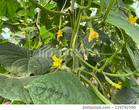 Organic Cucumber Harvest in a Warm Greenhouse Garden. 128792590