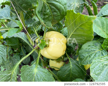Fresh Yellow Bell Peppers Growing On Bush, Growing Farm Vegetables Fresh Yellow Bell Peppers Growing On Bush, Growing Farm Vegetables 128792595