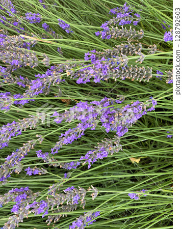 Lavender Plantation Blooming in Summer. Lavender Plantation Blooming in Summer. 128792603