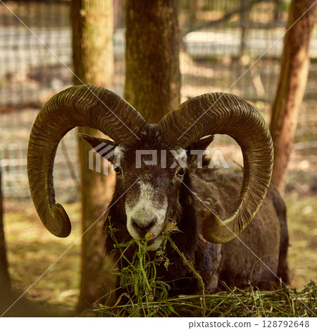 Mouflon chewing fresh green grass with large curled horns Mouflon chewing fresh green grass with large curled horns 128792648