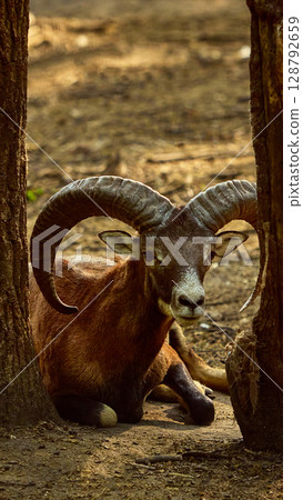 Lying brown mouflon with large curled horns between forest trees 128792659