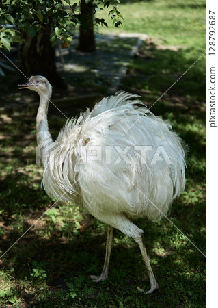 Full-body white rhea bird walking on grassy ground in summer light Full-body white rhea bird walking on grassy ground in summer light 128792687