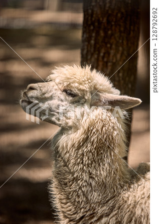 Fluffy alpaca resting under tree with relaxed posture 128792692