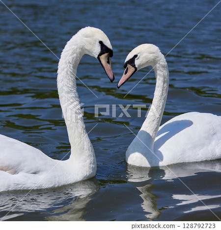 Two white swans facing each other on blue lake water 128792723