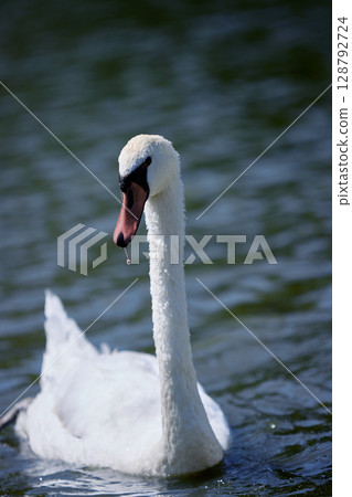 Wet swan swimming on calm lake with water droplet on beak 128792724