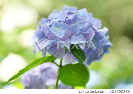 在雨季陽光明媚的日子裡,淺紫色蓬鬆的繡球花盛開,背景為散景 在雨季陽光明媚的日子裡,淺紫色蓬鬆的繡球花盛開,背景為散景 128792870