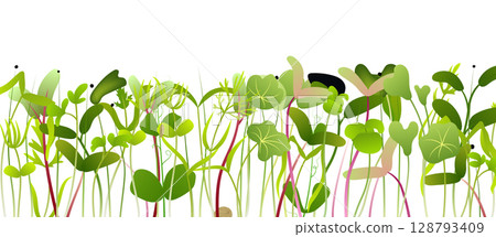 Microgreens growing in a dense and vibrant row against white background 128793409