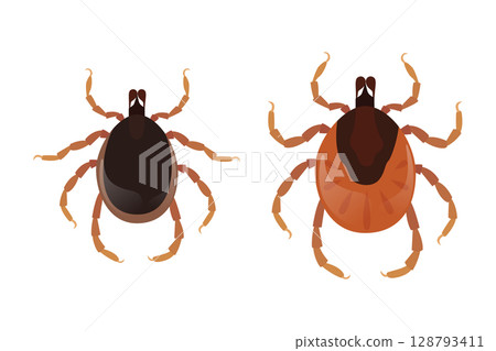 Two mites, bloodsucking parasites, tick Two mites, bloodsucking parasites, tick 128793411