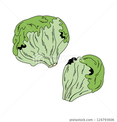 Cartoon style pair of green lettuce on white background 128793606