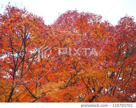 Landscape with autumn leaves 128793702