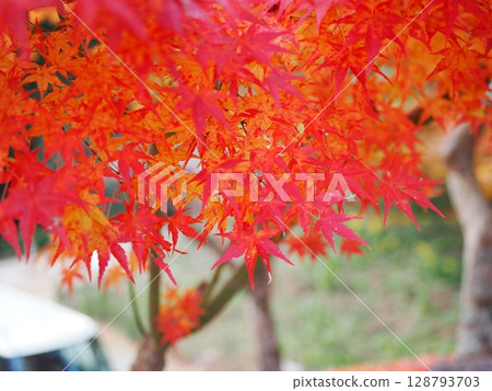 Landscape with autumn leaves 128793703