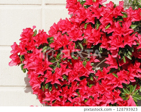Landscape with red azaleas Landscape with red azaleas 128793923
