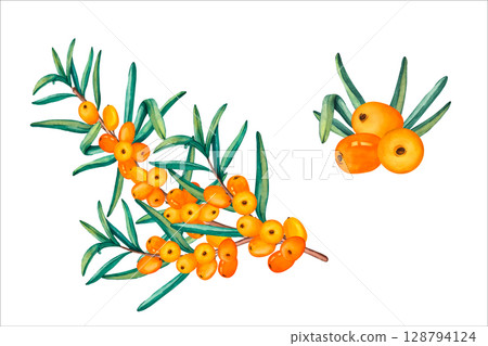 Sea buckthorn berries on a branch. Vector watercolor set of sea buckthorn branch and berries. Orange juicy sea buckthorn berries on transparent background. Healthy autumn berries. Vector Sea buckthorn berries on a branch. Vector watercolor set of sea buckthorn branch and berries. Orange juicy sea buckthorn berries on transparent background. Healthy autumn berries. Vector 128794124