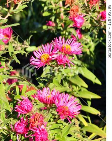 Bush aster blooms on flower beds in gardens in fall 128795398