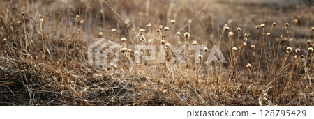 Wildflowers bloom in the Great Plains, grasses dance in the breeze as sunlight casts a warm glow, creating a serene landscape that invites exploration and reflection, banner 128795429