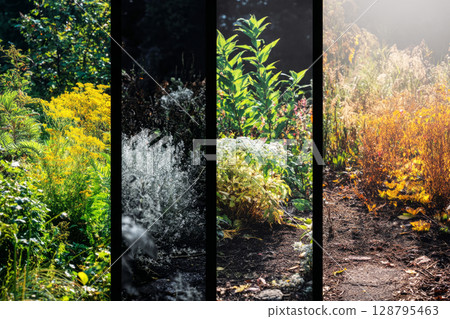 Experiencing the beauty of seasonal transitions in a lush garden filled with wildcrafted plants and flowers, showcasing nature's rich colors and textures throughout the year 128795463
