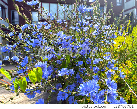 Flower bed with blue natural chicory flowers. Flower bed with blue natural chicory flowers. 128795791