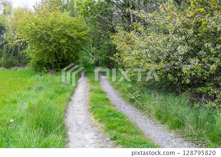 Country road and green grass in the forest. Country road and green grass in the forest. 128795820