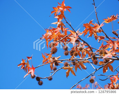 Landscape with autumn leaves 128795866