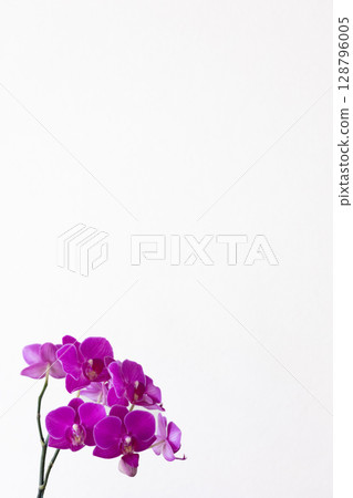 蝴蝶蘭 310-0482307yxwfevng 128796005