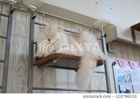 A cat taking a rest on a cat tower A cat taking a rest on a cat tower 128796018
