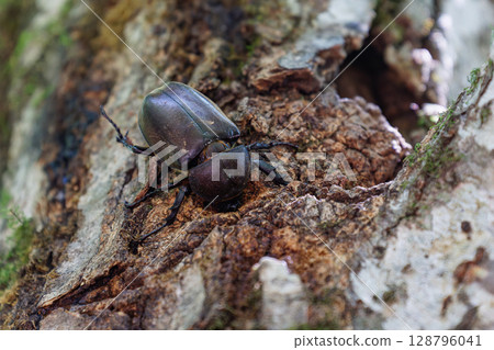 Beetle Beetle Beetle Beetle 128796041