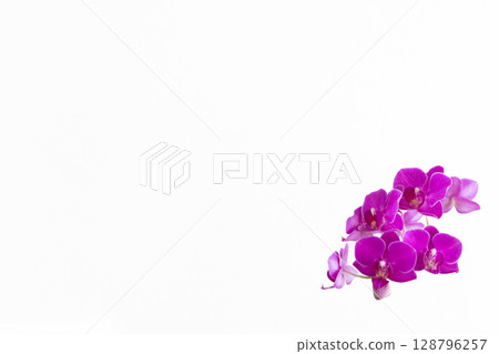 蝴蝶蘭 6 蝴蝶蘭 6 128796257