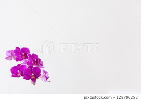 Phalaenopsis 7 128796258