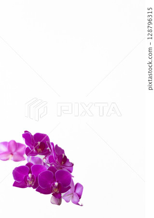 Phalaenopsis 10 128796315