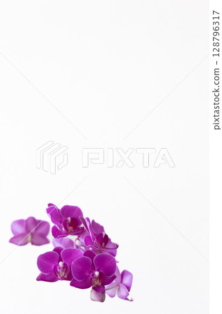 Phalaenopsis 9 128796317