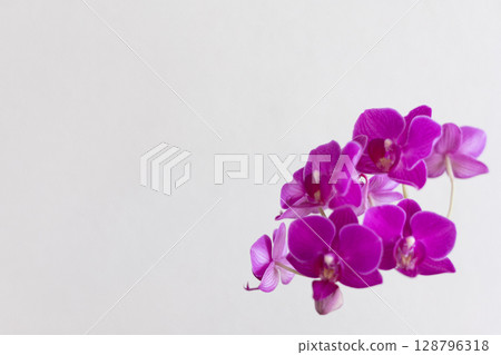 蝴蝶蘭 8 128796318