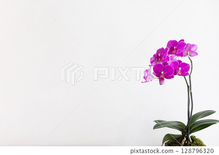 蝴蝶蘭 11 128796320