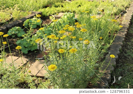 Chamomile in the herb garden 128796331