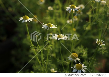 洋甘菊花 128796335