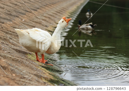 Geese and ducks drinking water Geese and ducks drinking water 128796643