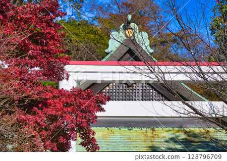 The beautiful torii gates and autumn leaves of Kamakura Shrine against the blue sky (Kamakura, Kanagawa Prefecture) 128796709