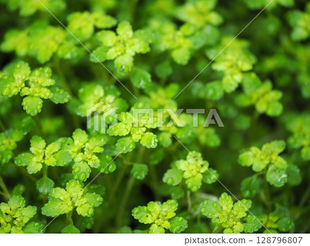 Scenery with Botan Mesophyllum Scenery with Botan Mesophyllum 128796807