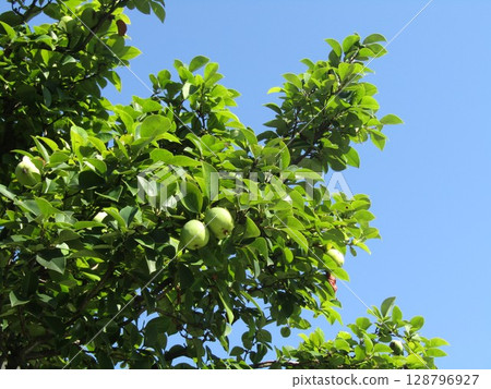 七月的榅桲果實還未成熟 128796927