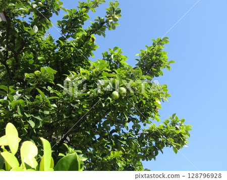 七月的榅桲果實還未成熟 七月的榅桲果實還未成熟 128796928