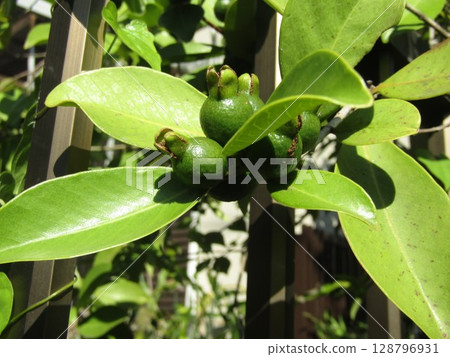 仍然是藍色的熱帶水果番石榴果 128796931