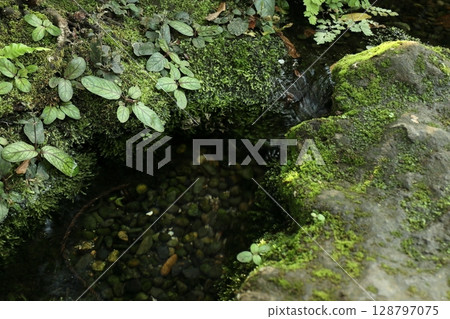 Mossy stream rocks Mossy stream rocks 128797075