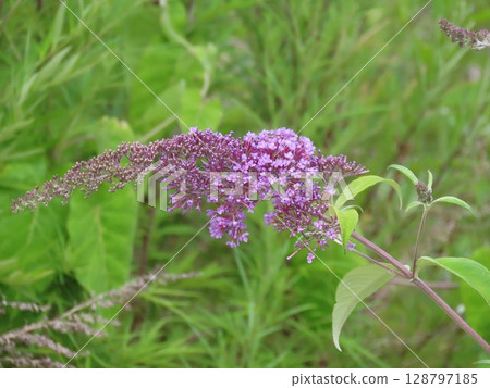 盛開的紫色醉魚草花穗 128797185
