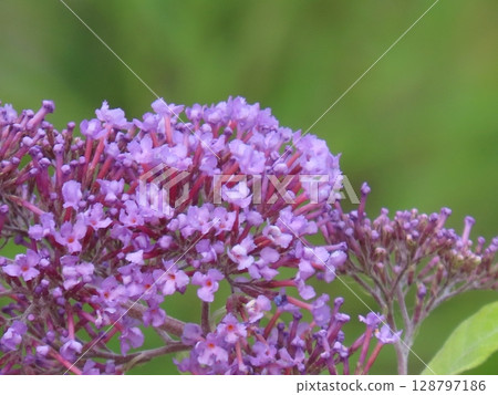 盛開的紫色醉魚草花穗 128797186